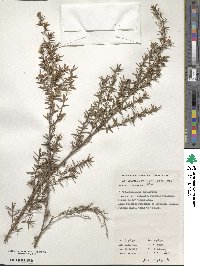 Leptospermum juniperinum image