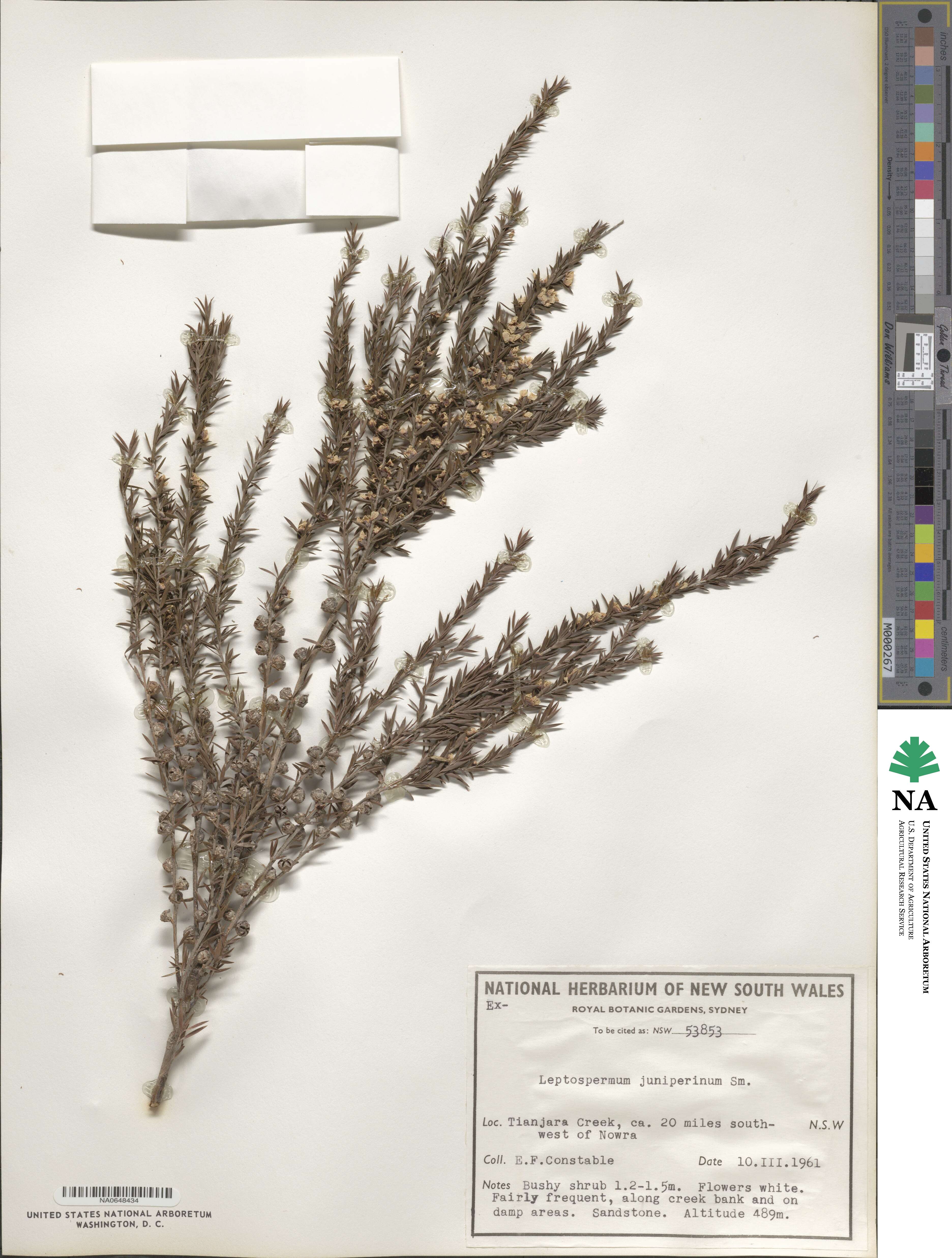 Leptospermum juniperinum image