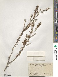 Leptospermum juniperinum image