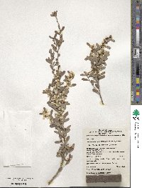 Leptospermum laevigatum image