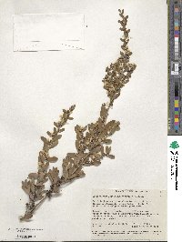 Leptospermum laevigatum image