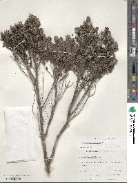 Leptospermum lanigerum image