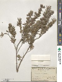 Leptospermum lanigerum image