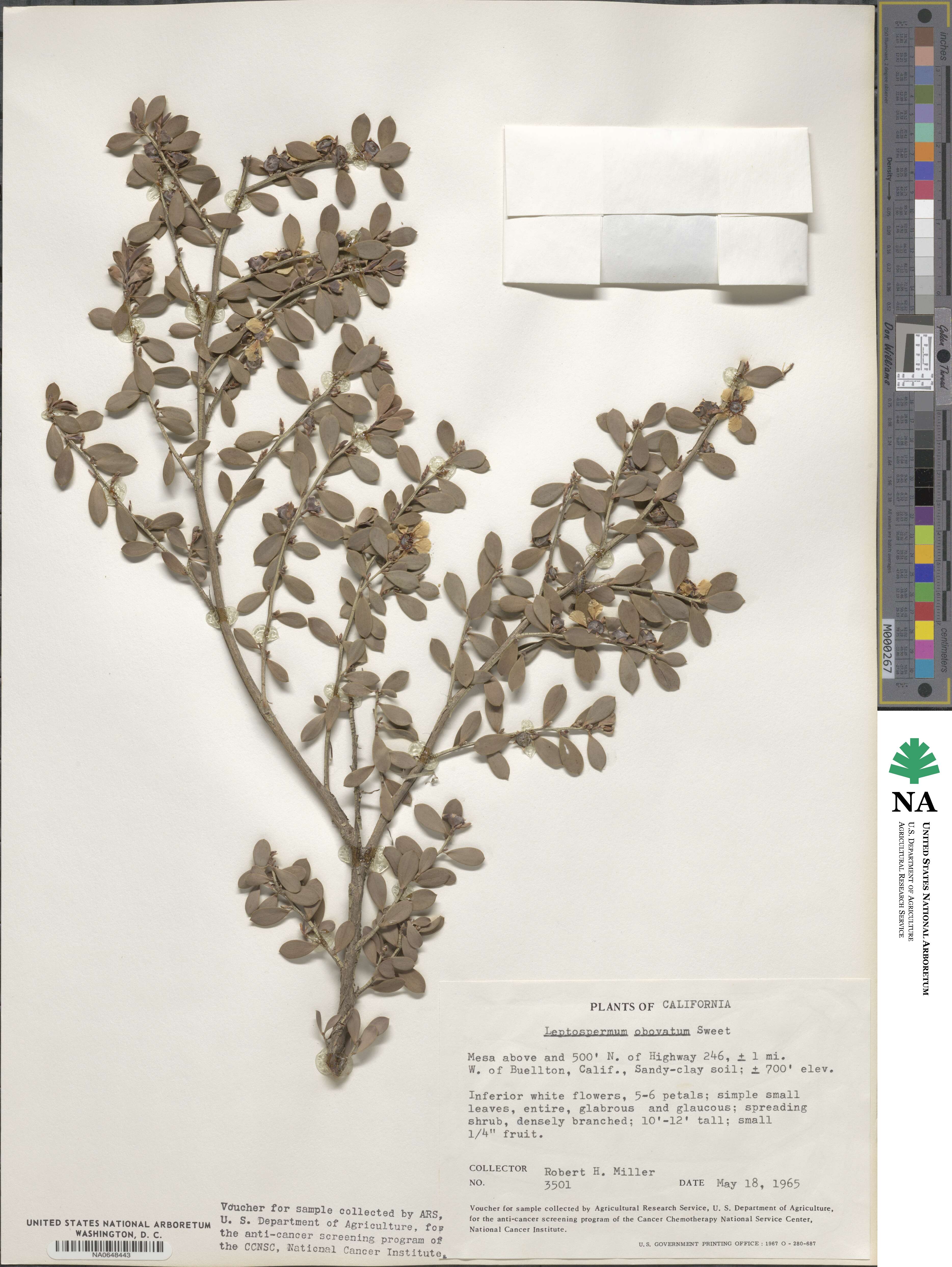 Leptospermum obovatum image