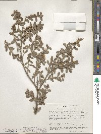 Image of Leptospermum obovatum