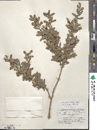 Leptospermum laevigatum image