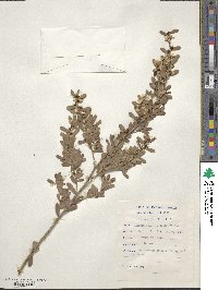 Leptospermum laevigatum image