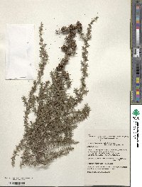 Image of Leptospermum continentale