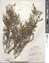 Leptospermum coriaceum image