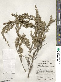 Leptospermum coriaceum image