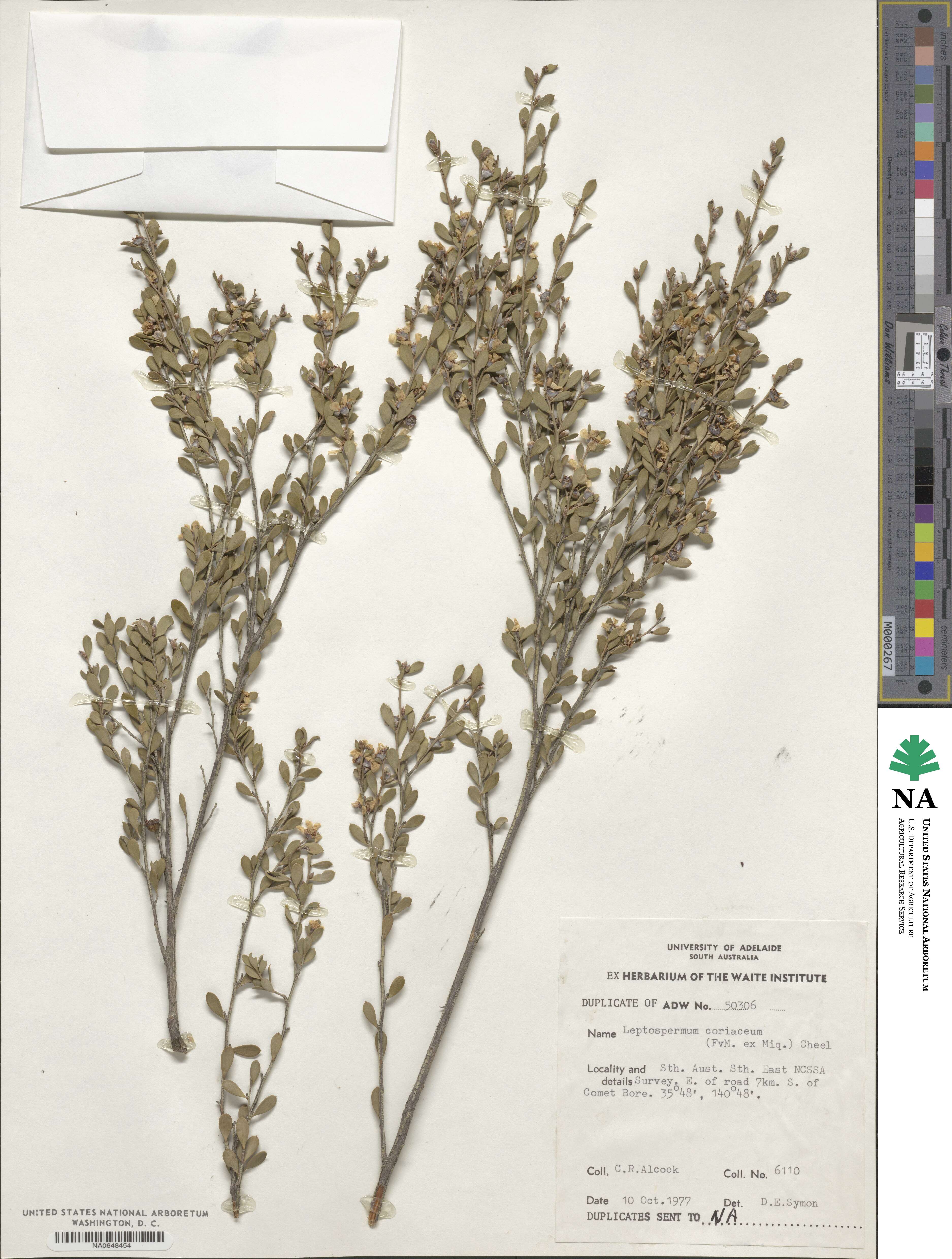 Leptospermum coriaceum image