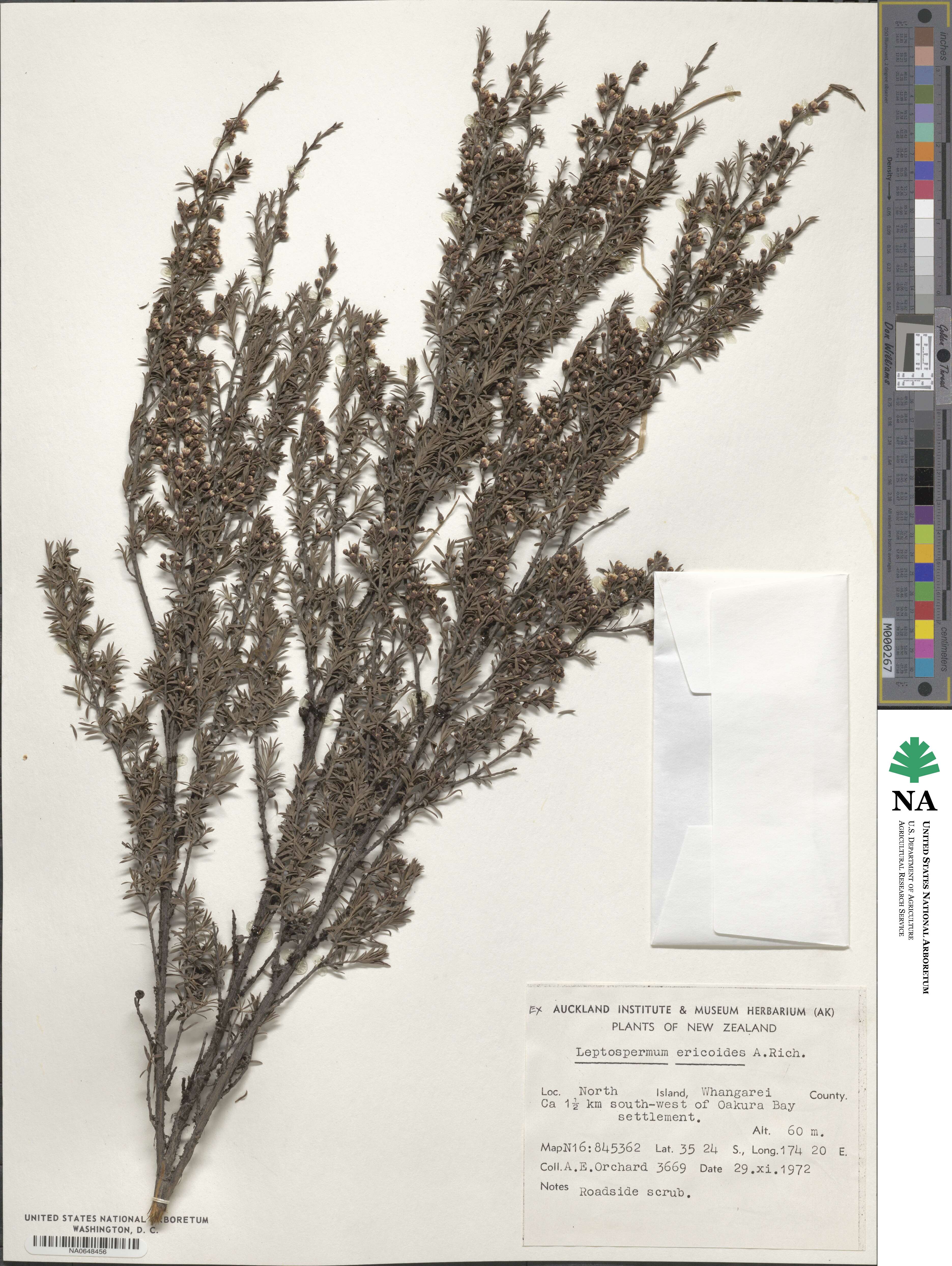 Kunzea ericoides image