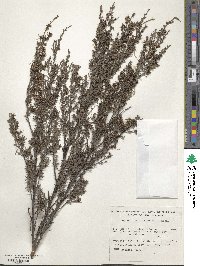 Kunzea ericoides image