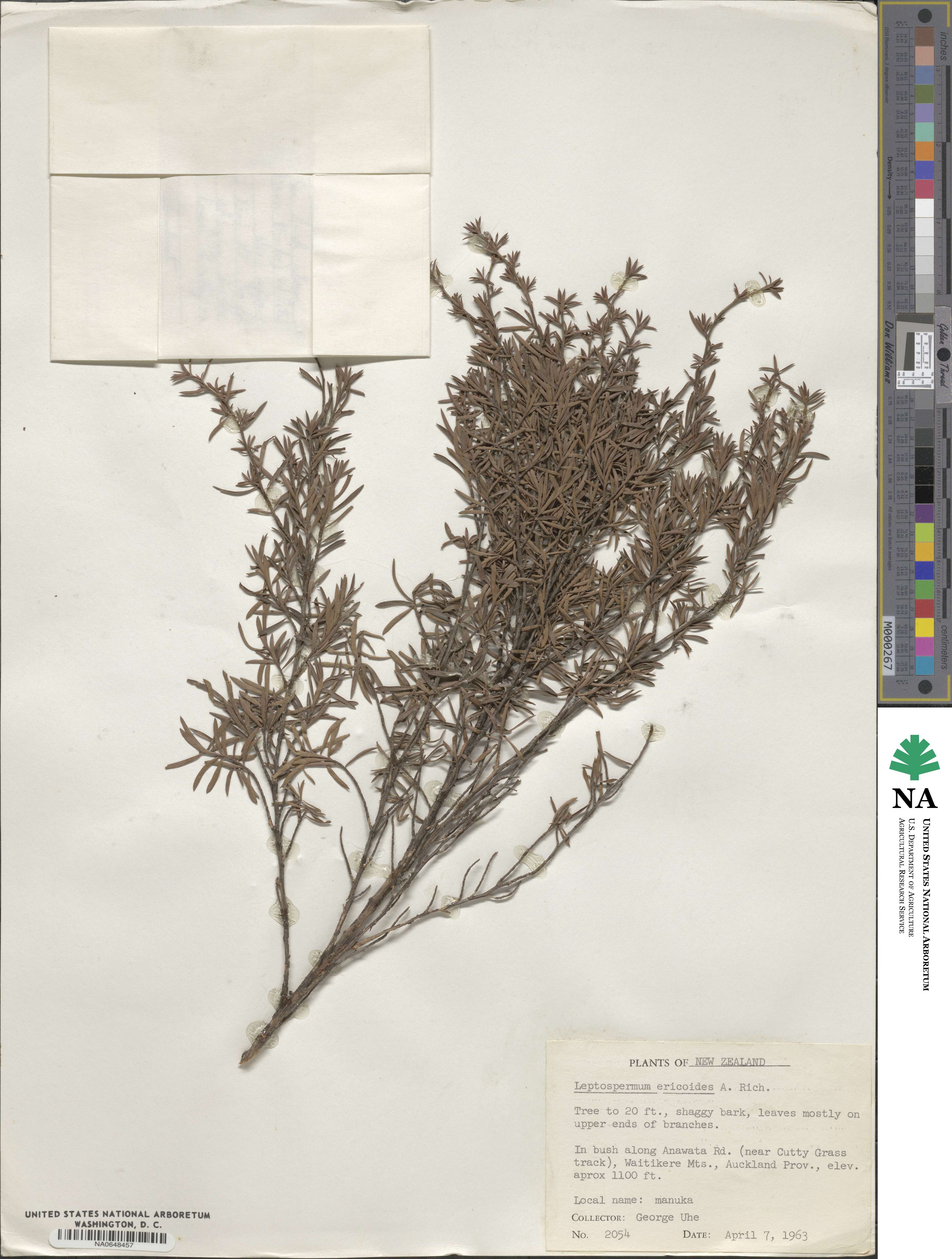 Kunzea ericoides image