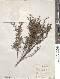 Kunzea ericoides image