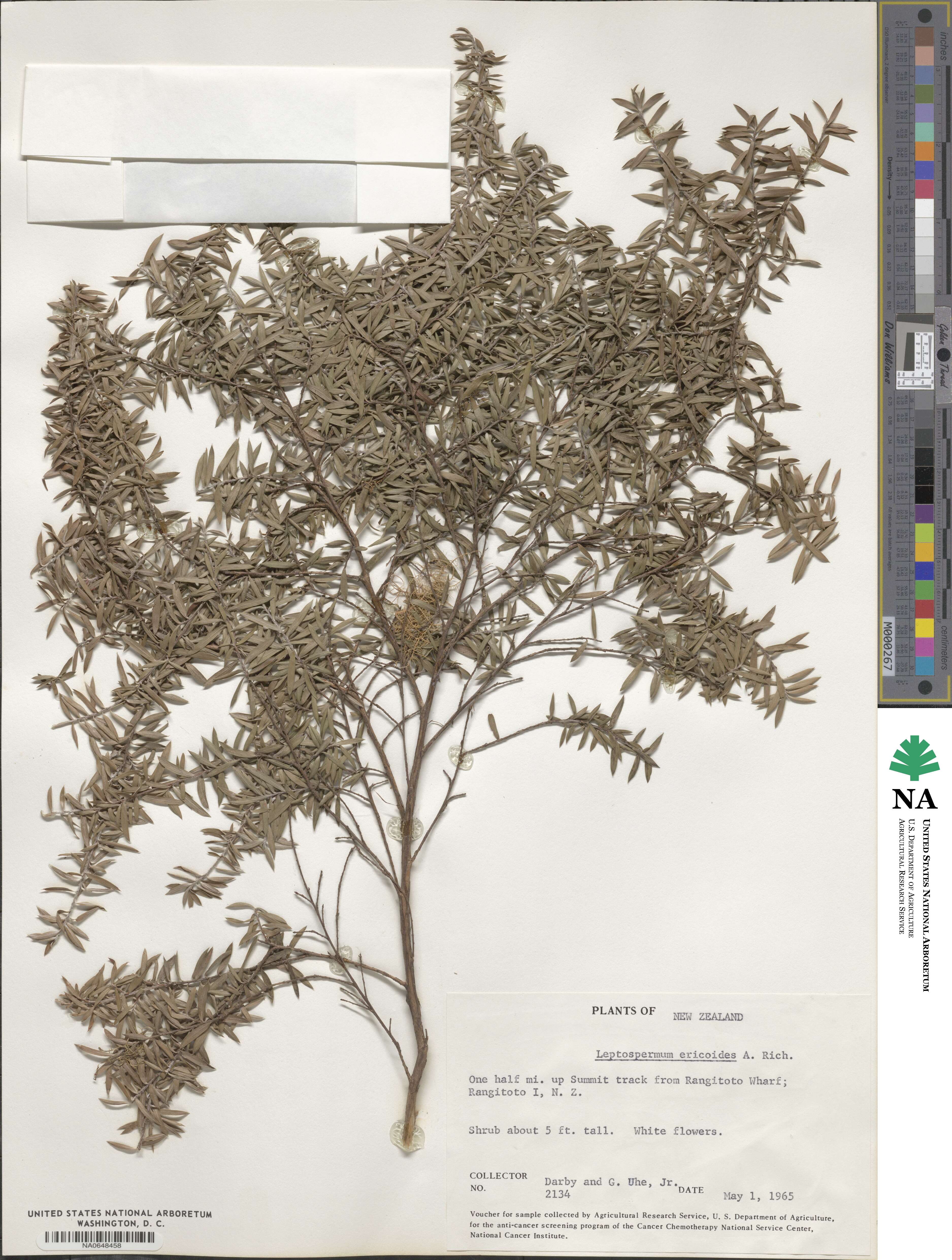 Kunzea ericoides image