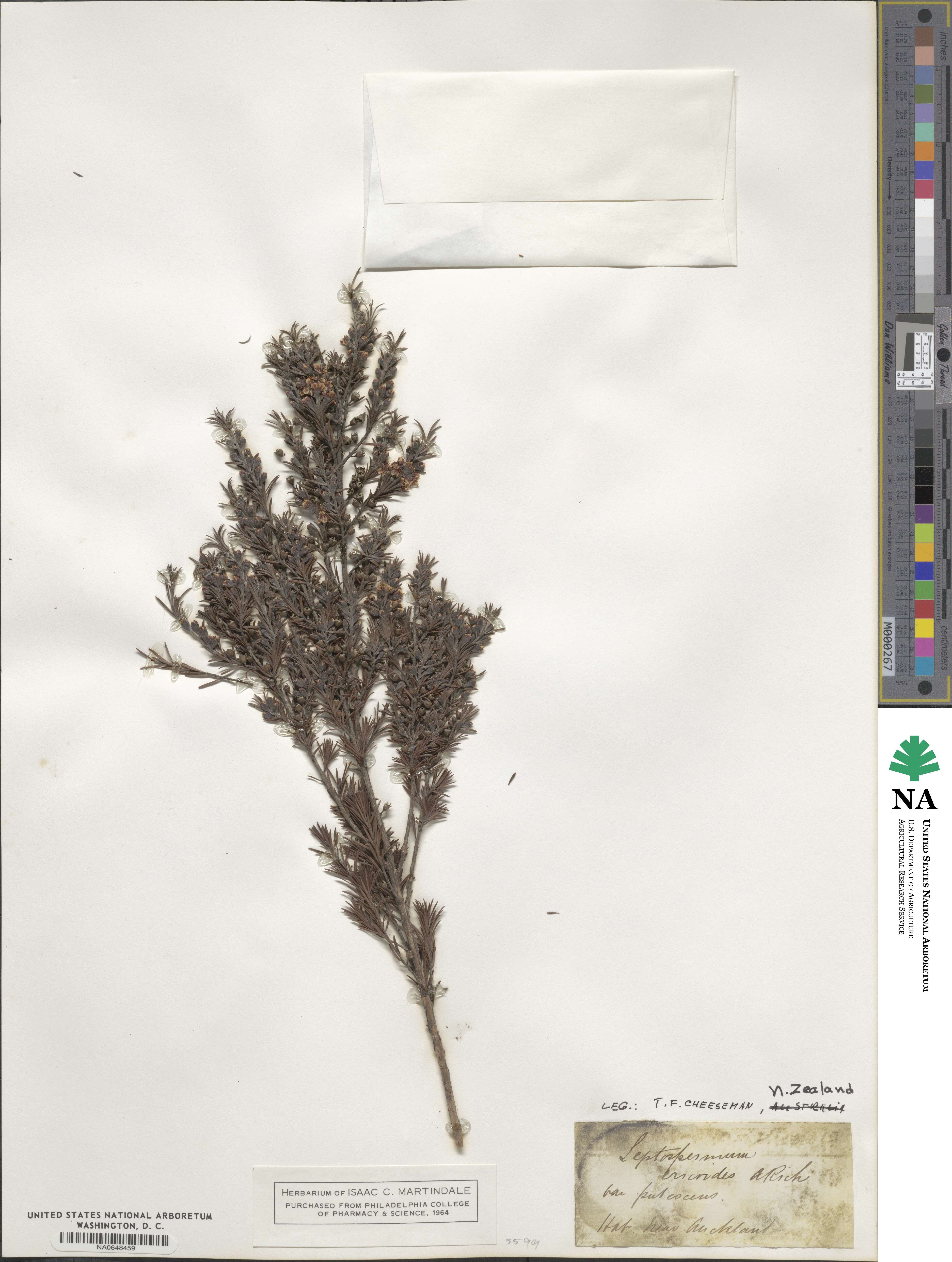 Kunzea ericoides image