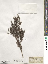 Kunzea ericoides image