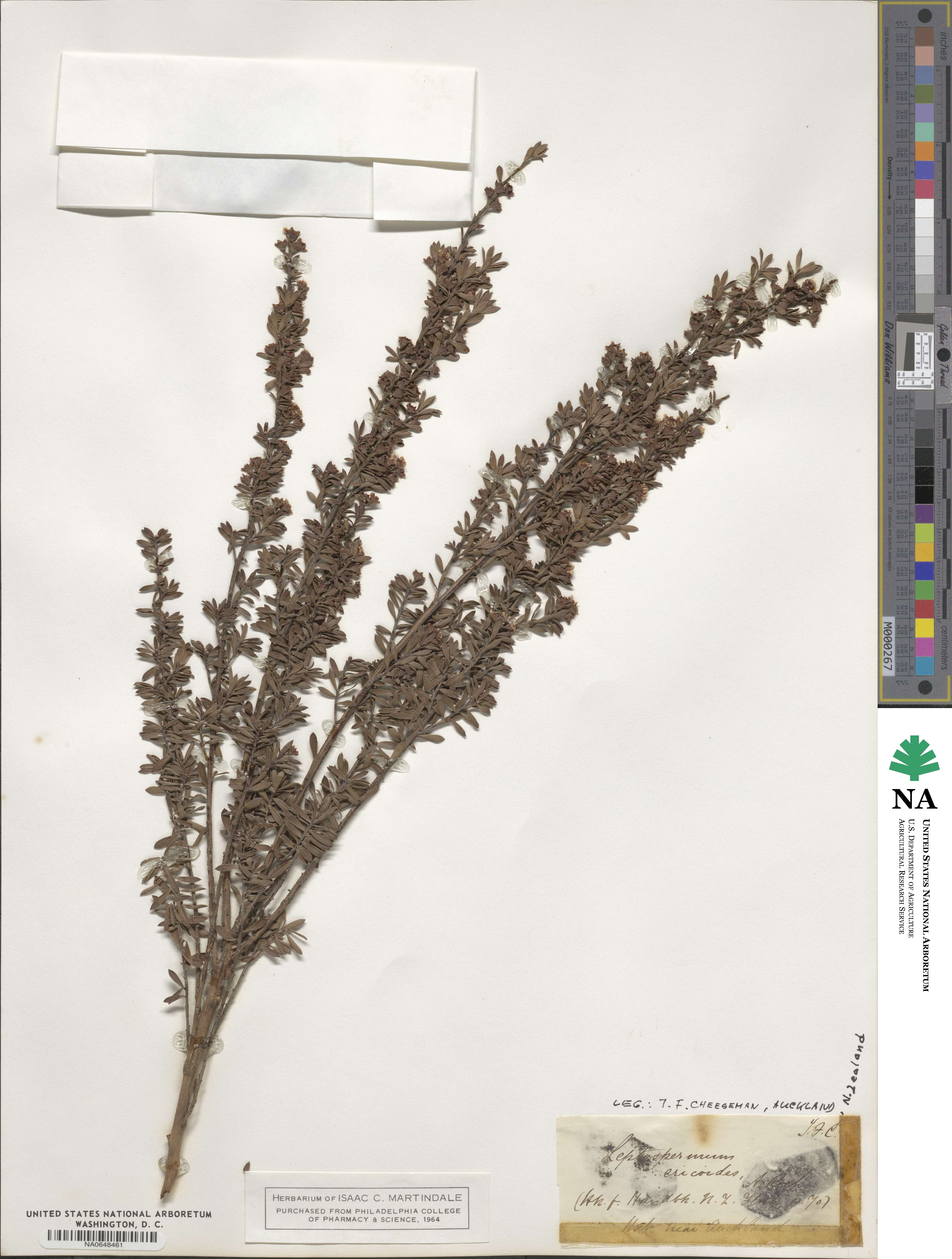 Kunzea ericoides image