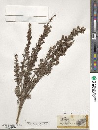 Kunzea ericoides image