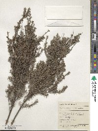 Kunzea ericoides image