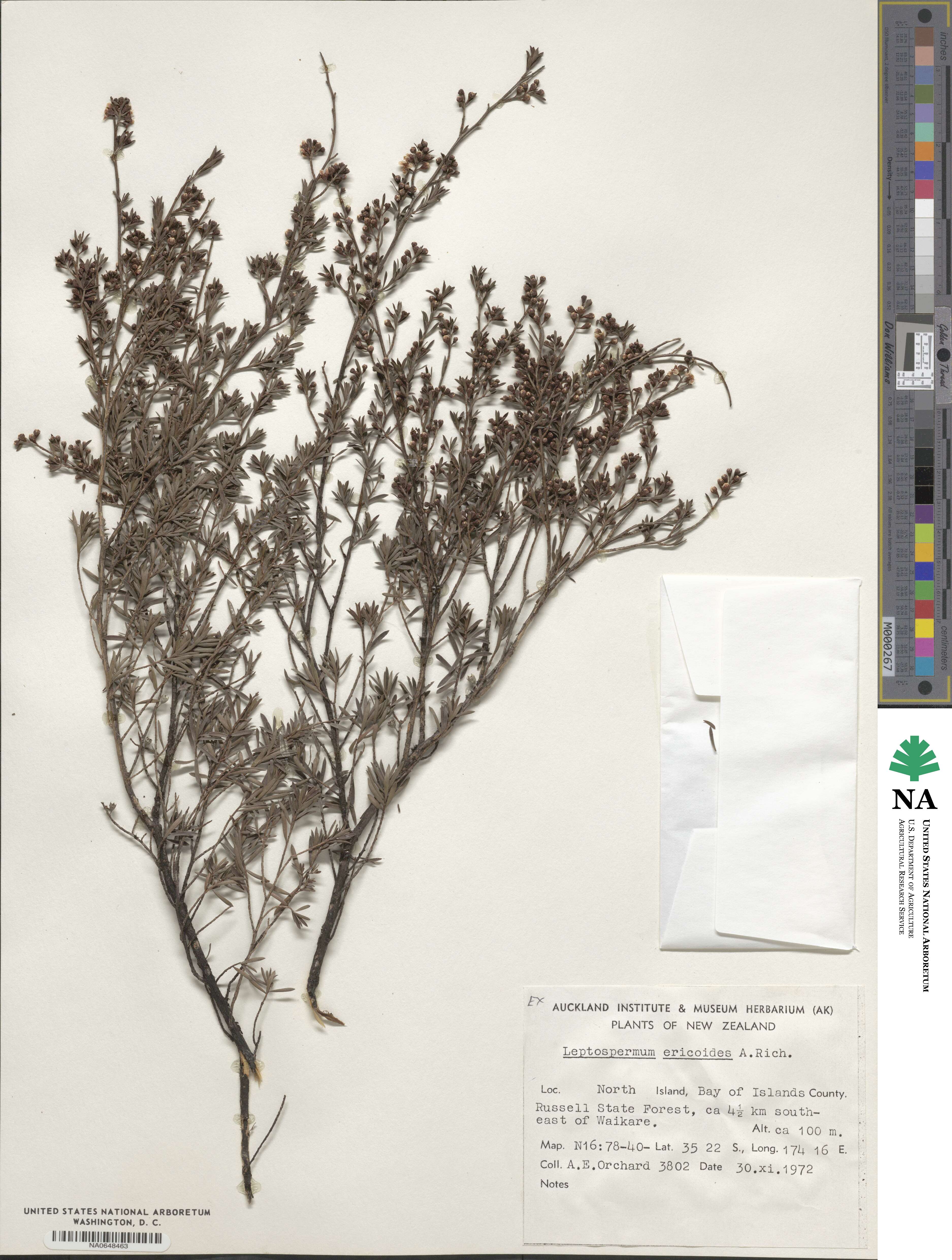 Kunzea ericoides image