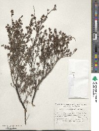 Kunzea ericoides image