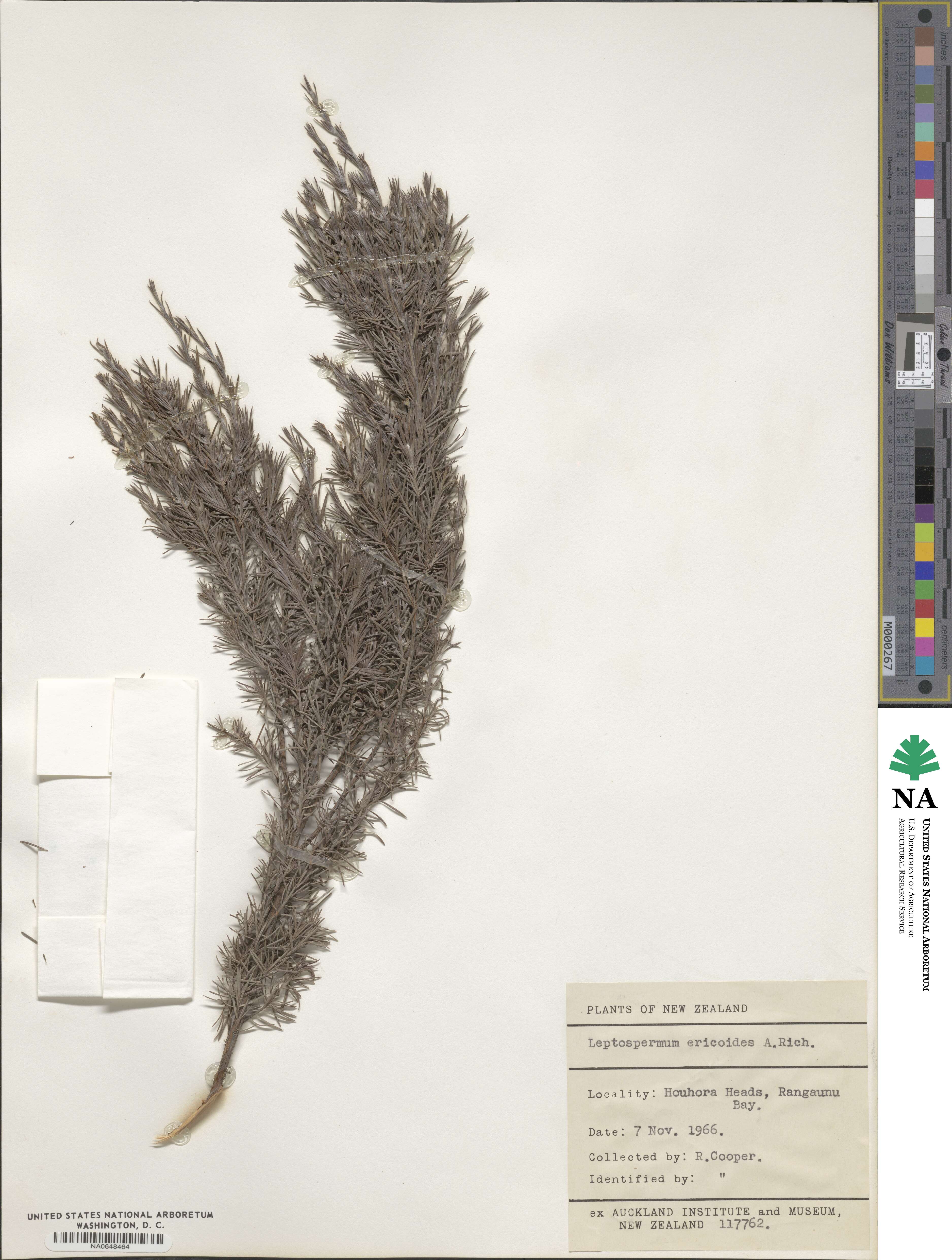 Kunzea ericoides image