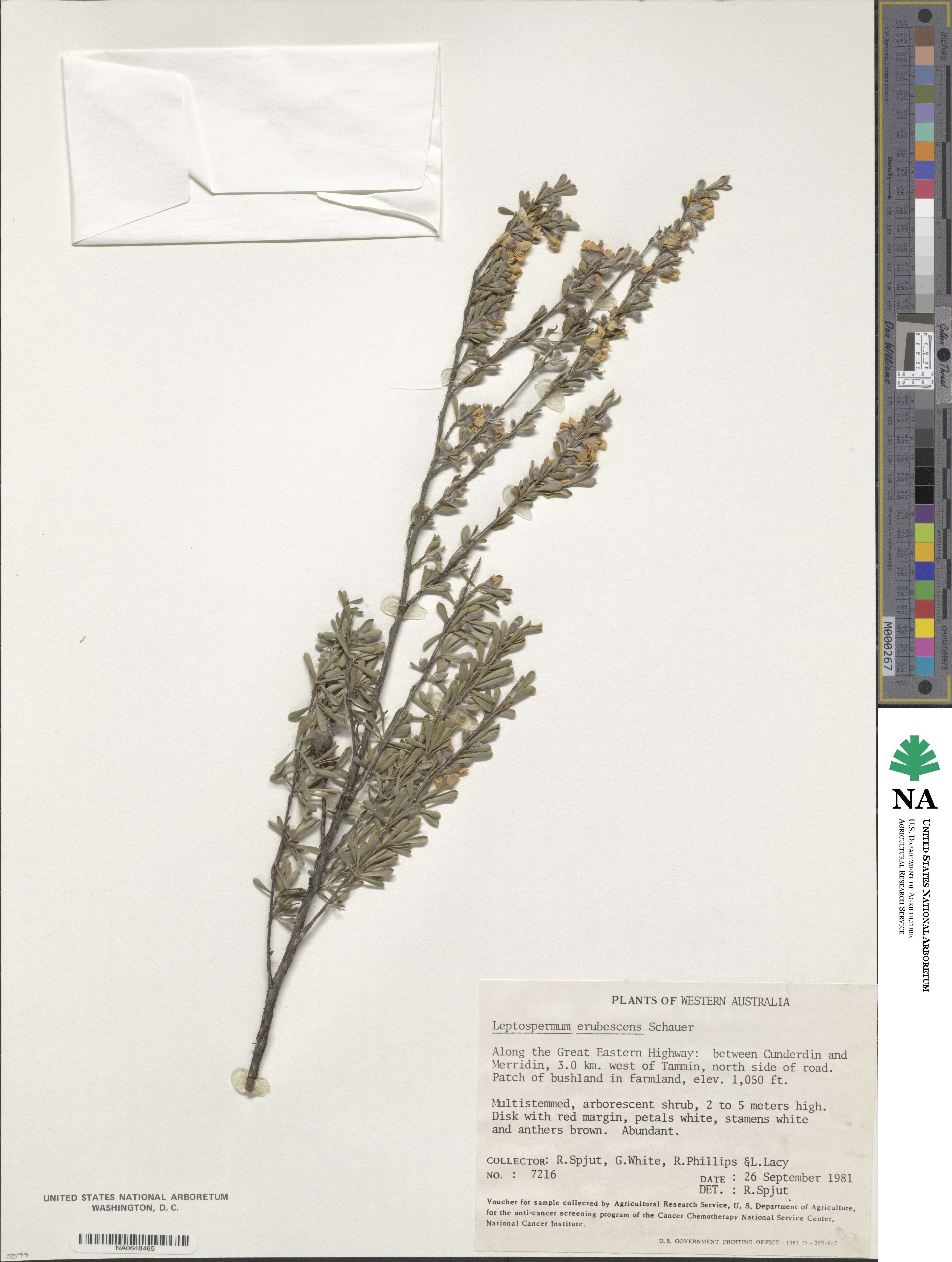 Leptospermum erubescens image