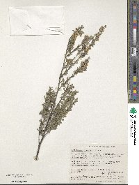 Image of Leptospermum erubescens