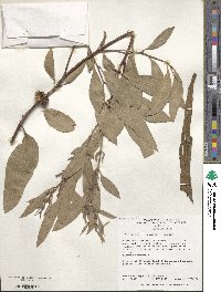 Eucalyptus neglecta image