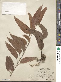 Eucalyptus obliqua image