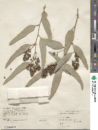 Eucalyptus microtheca image