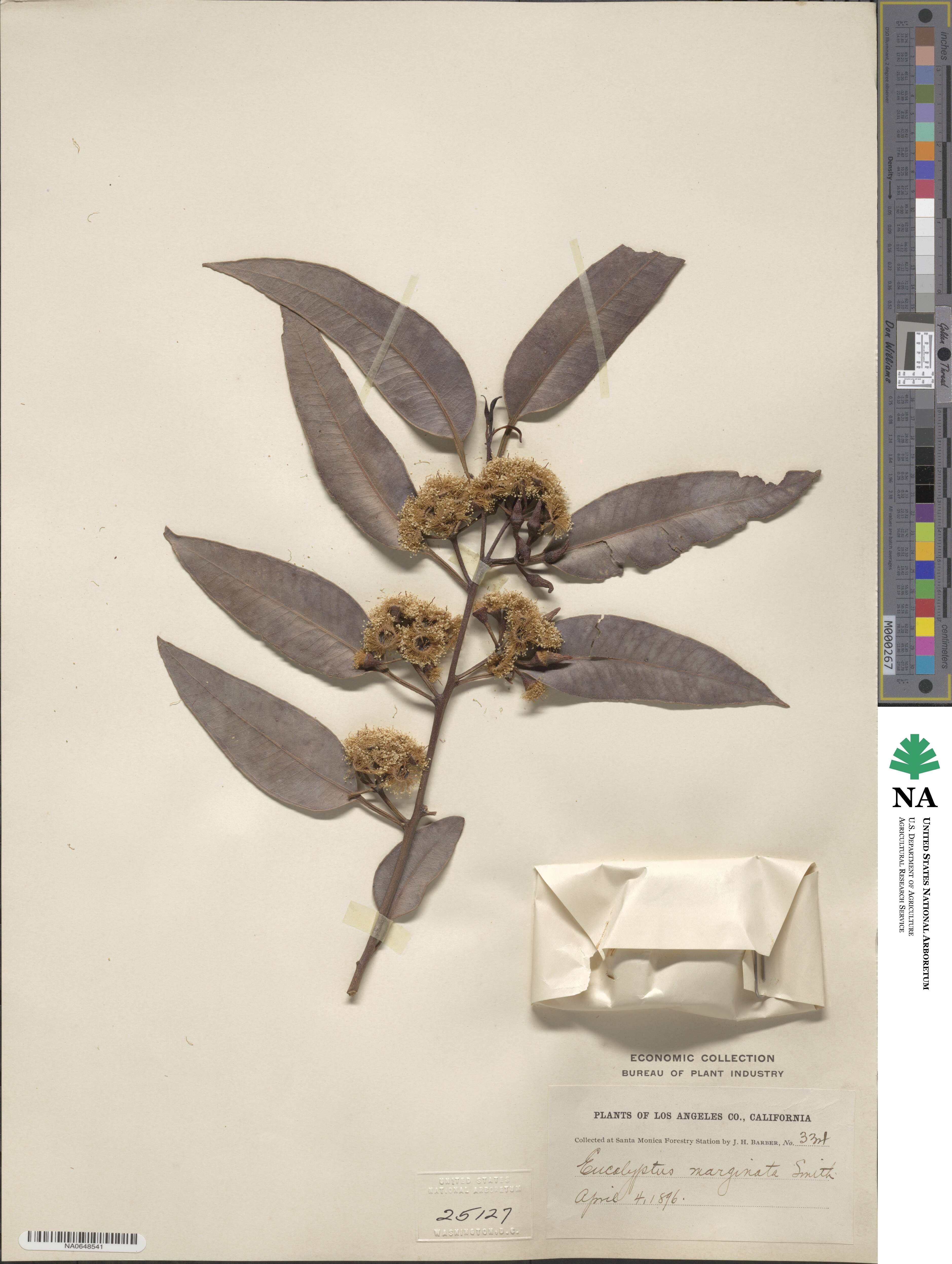 Eucalyptus marginata image