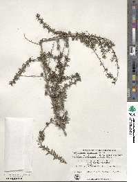 Leptospermum scoparium image