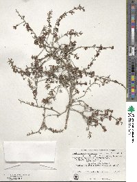 Leptospermum scoparium image