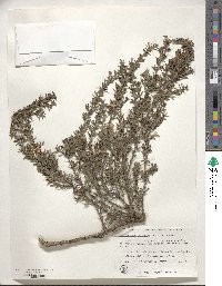 Leptospermum scoparium image