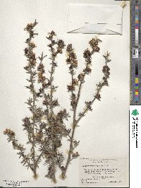 Leptospermum scoparium image