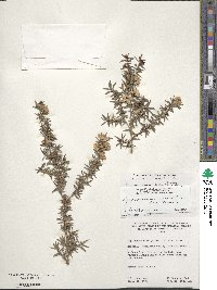 Leptospermum scoparium image