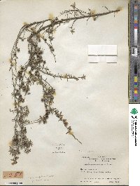 Leptospermum scoparium image