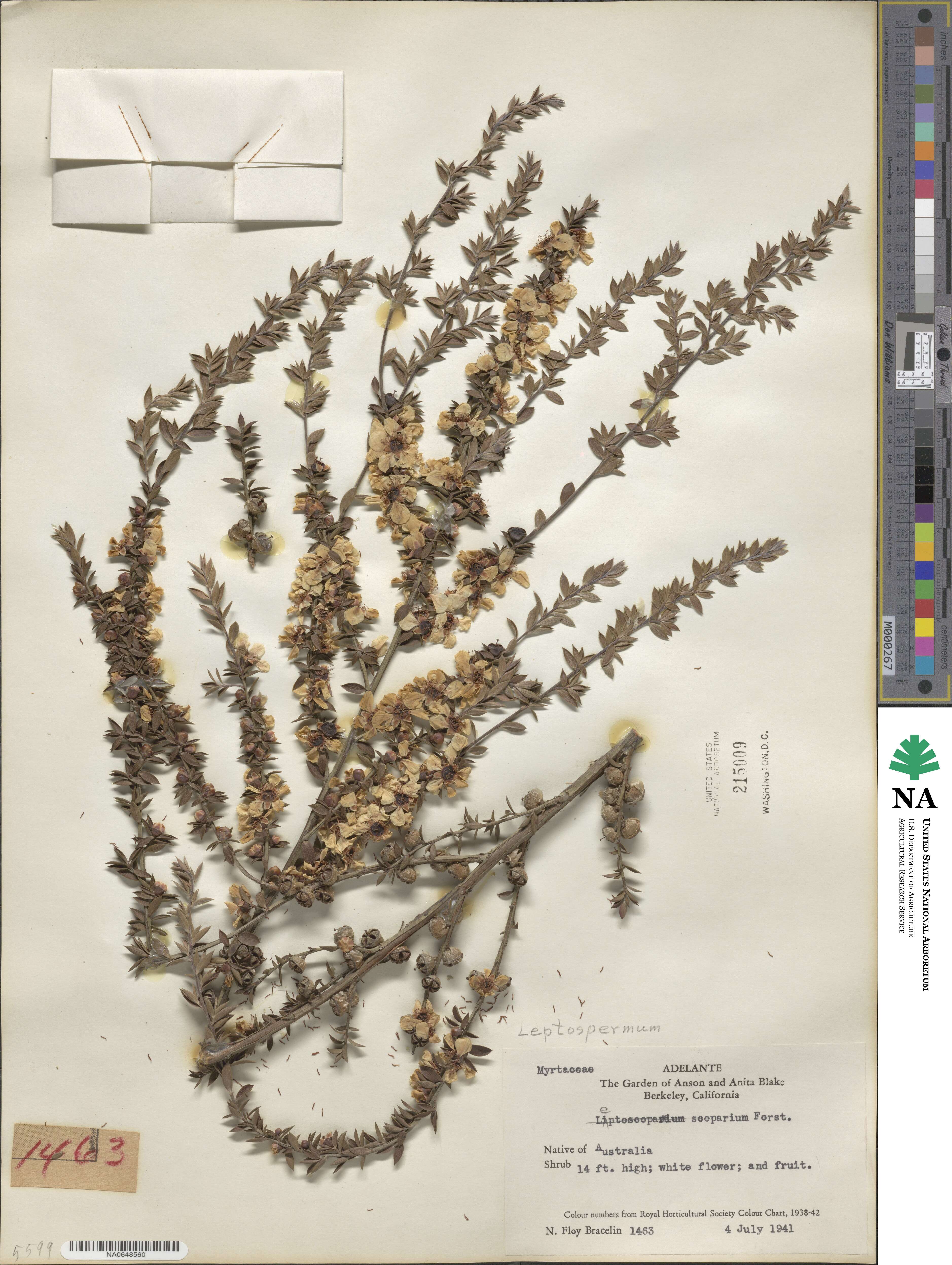 Leptospermum scoparium image