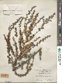 Leptospermum scoparium image