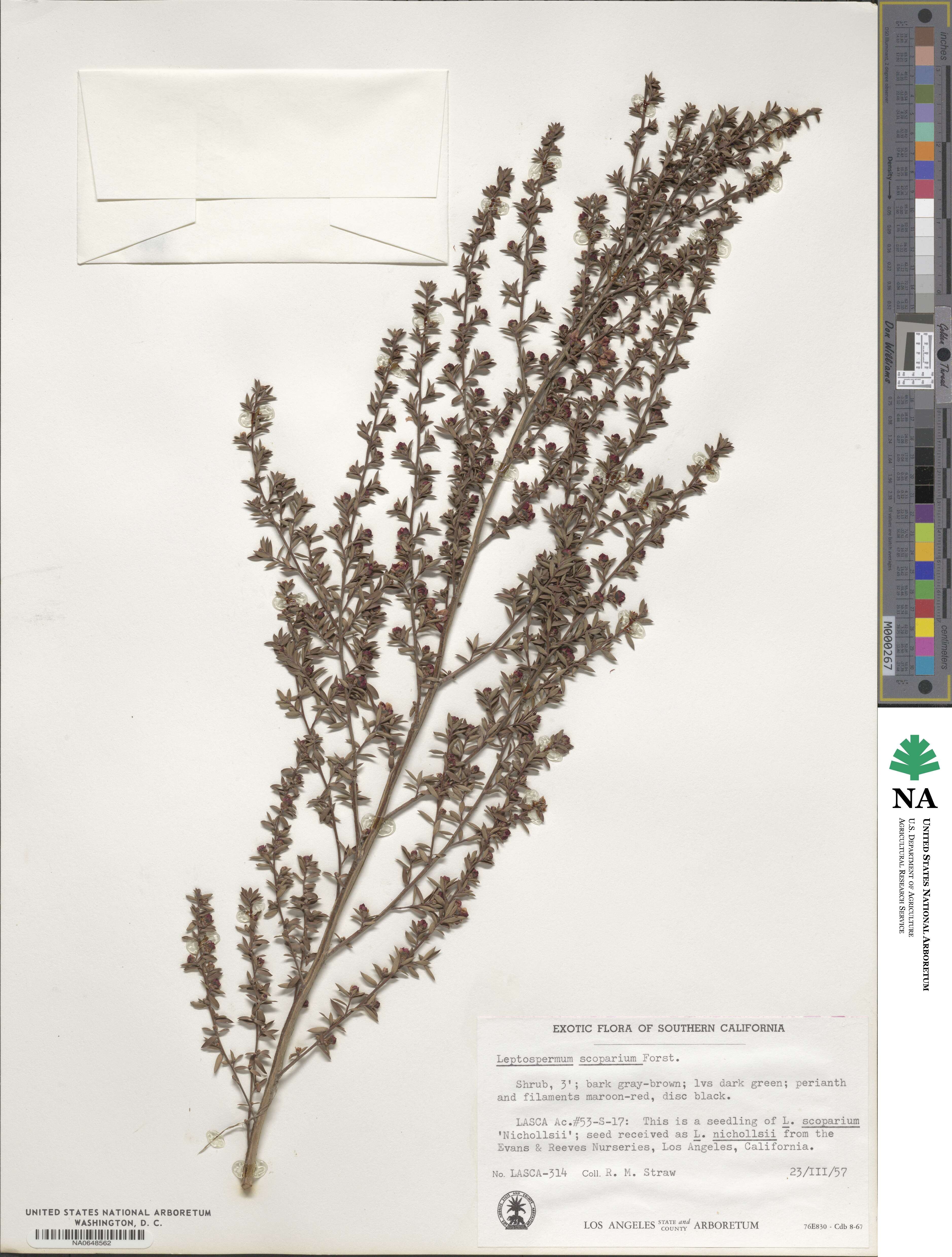 Leptospermum scoparium image