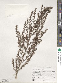 Leptospermum scoparium image