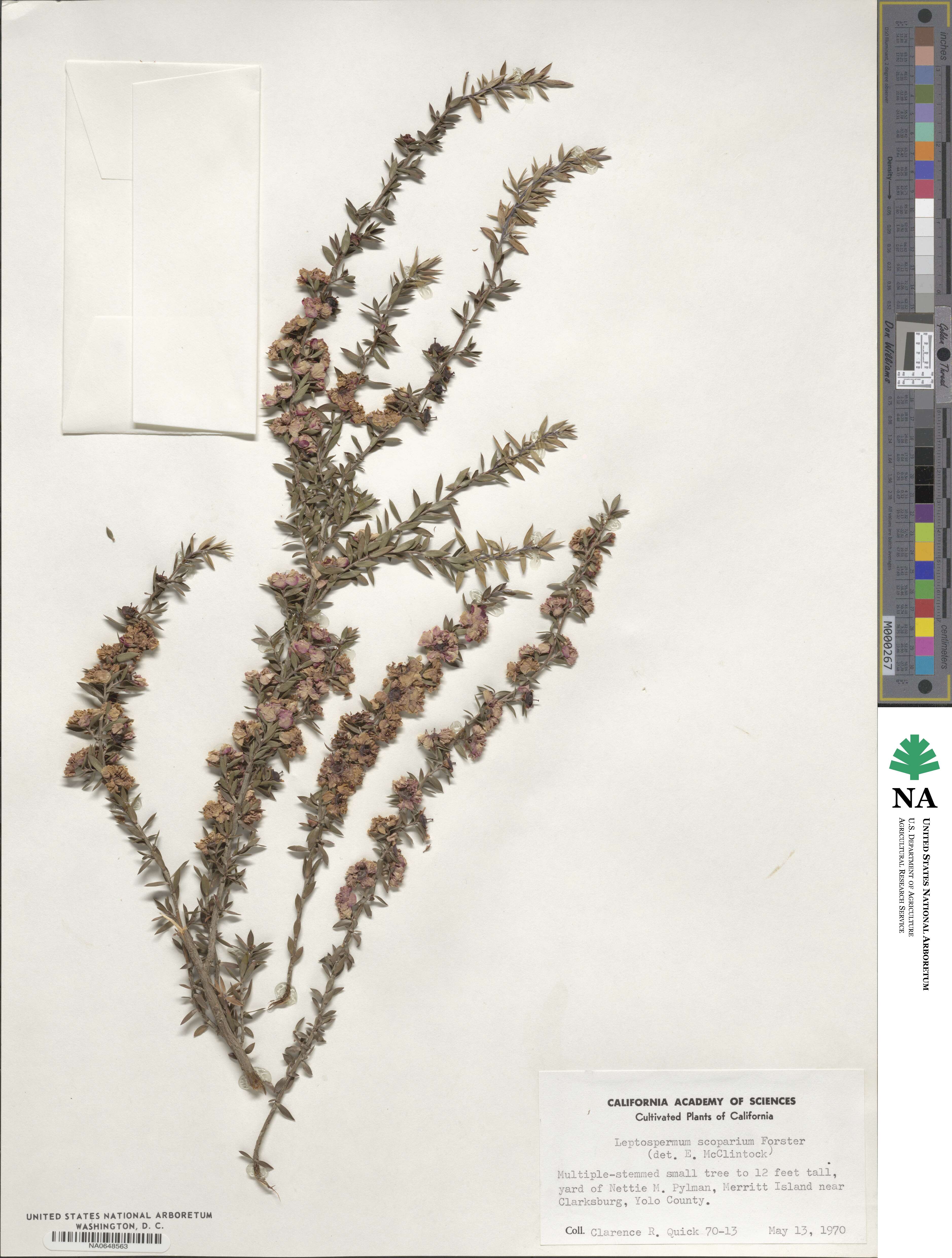 Leptospermum scoparium image