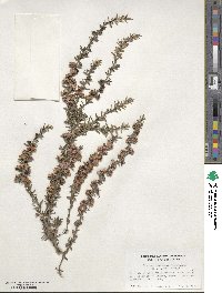 Leptospermum scoparium image