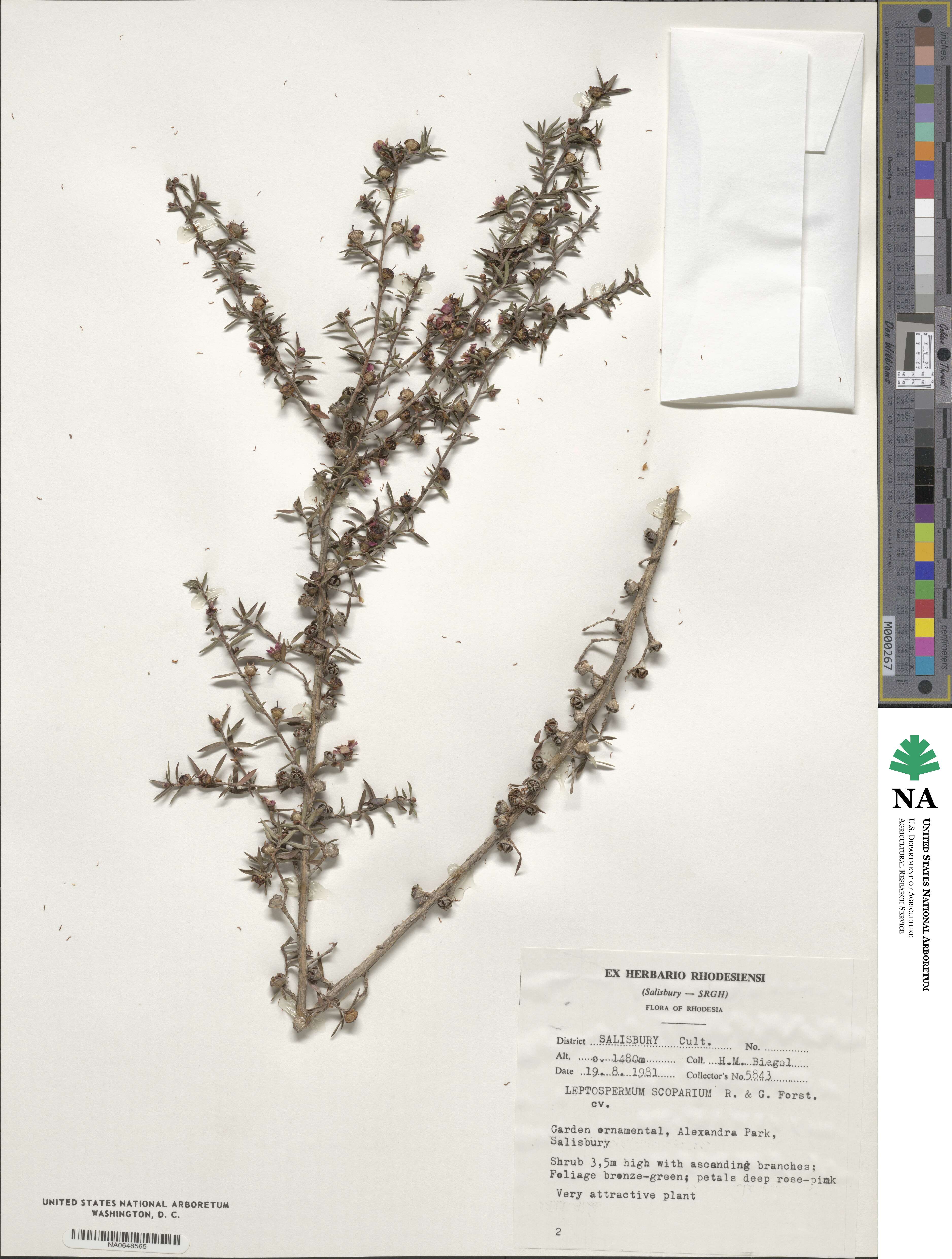 Leptospermum scoparium image