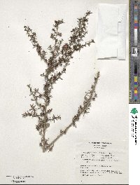 Leptospermum scoparium image