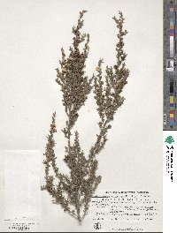 Leptospermum scoparium image