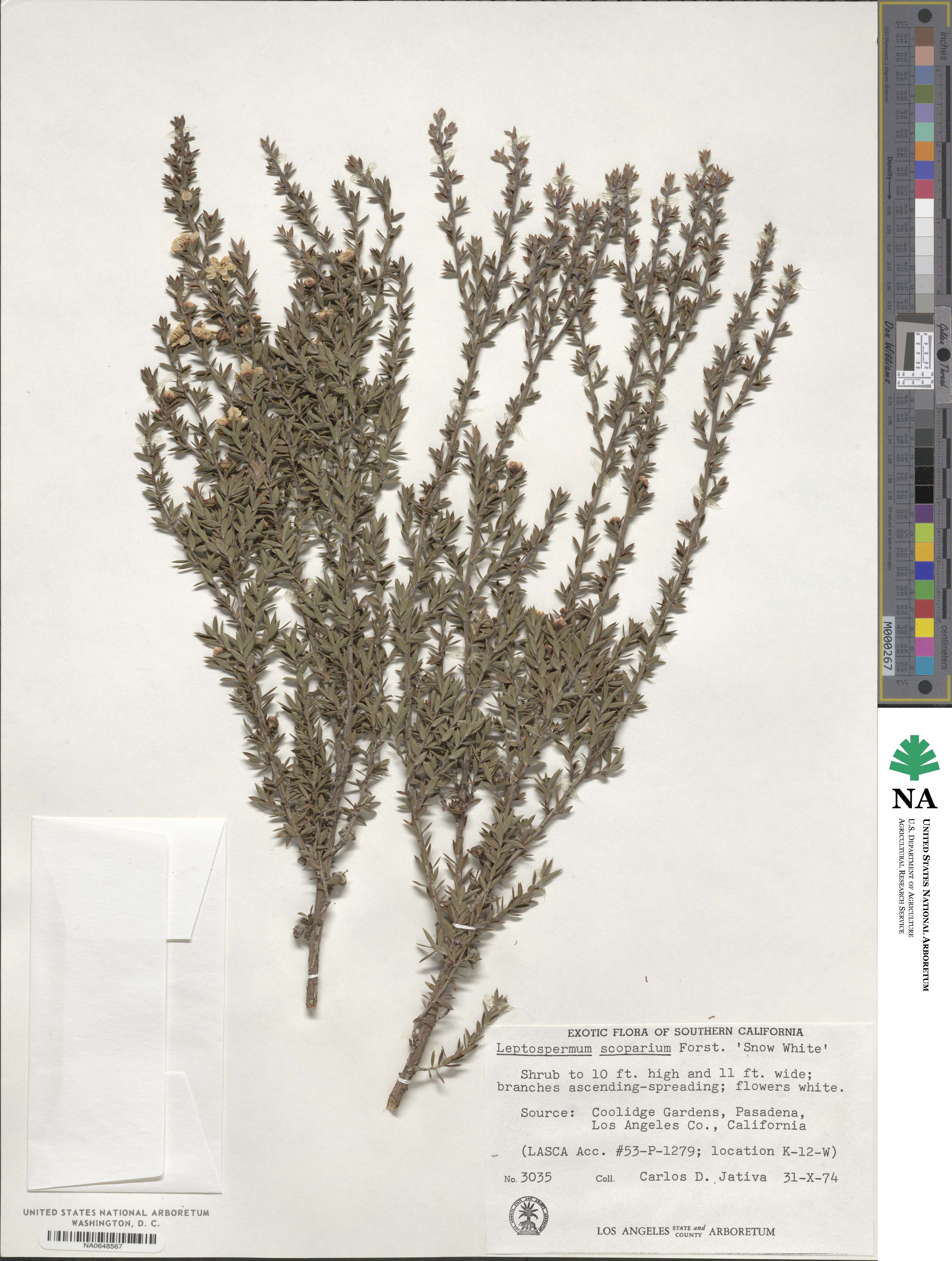 Leptospermum scoparium image